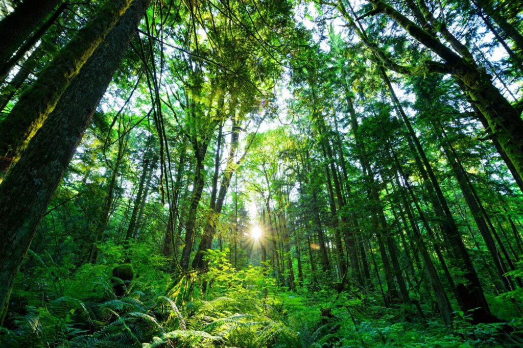 Sunlight filters through a dense green forest canopy, moss-covered trunks and ferns in the undergrowth. (informative)